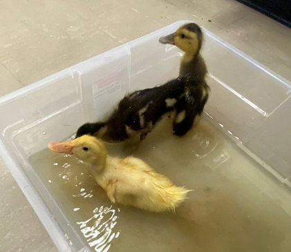 Ducklings Biology 30
