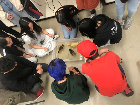 Ducklings Biology 30